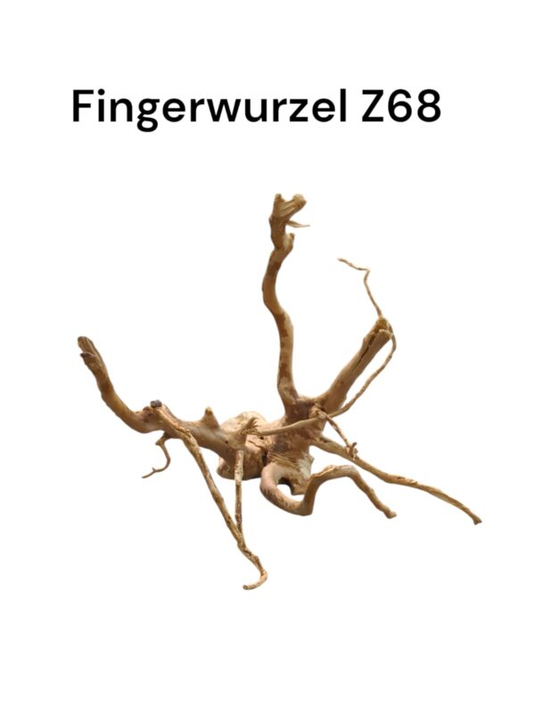 Fingerwurzel Z68